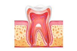 urgence-dentaire-qu-est-ce-qu-une-urgence-endodontique-dentiste-conflans-ste-honorine